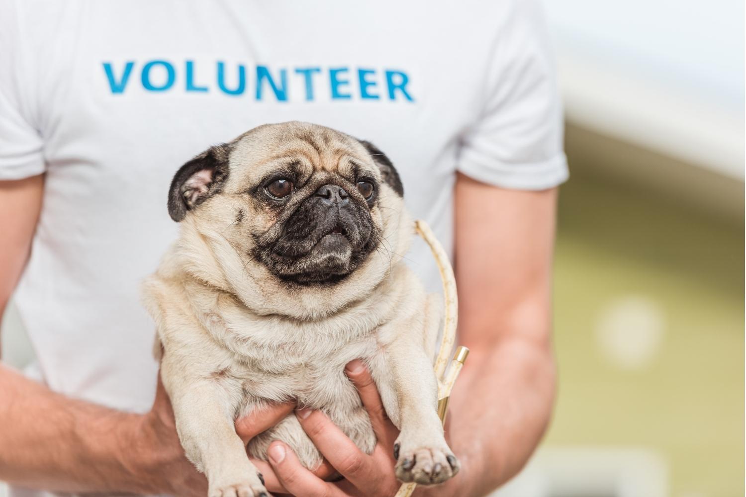 Adopt a pet in Chicago - pug