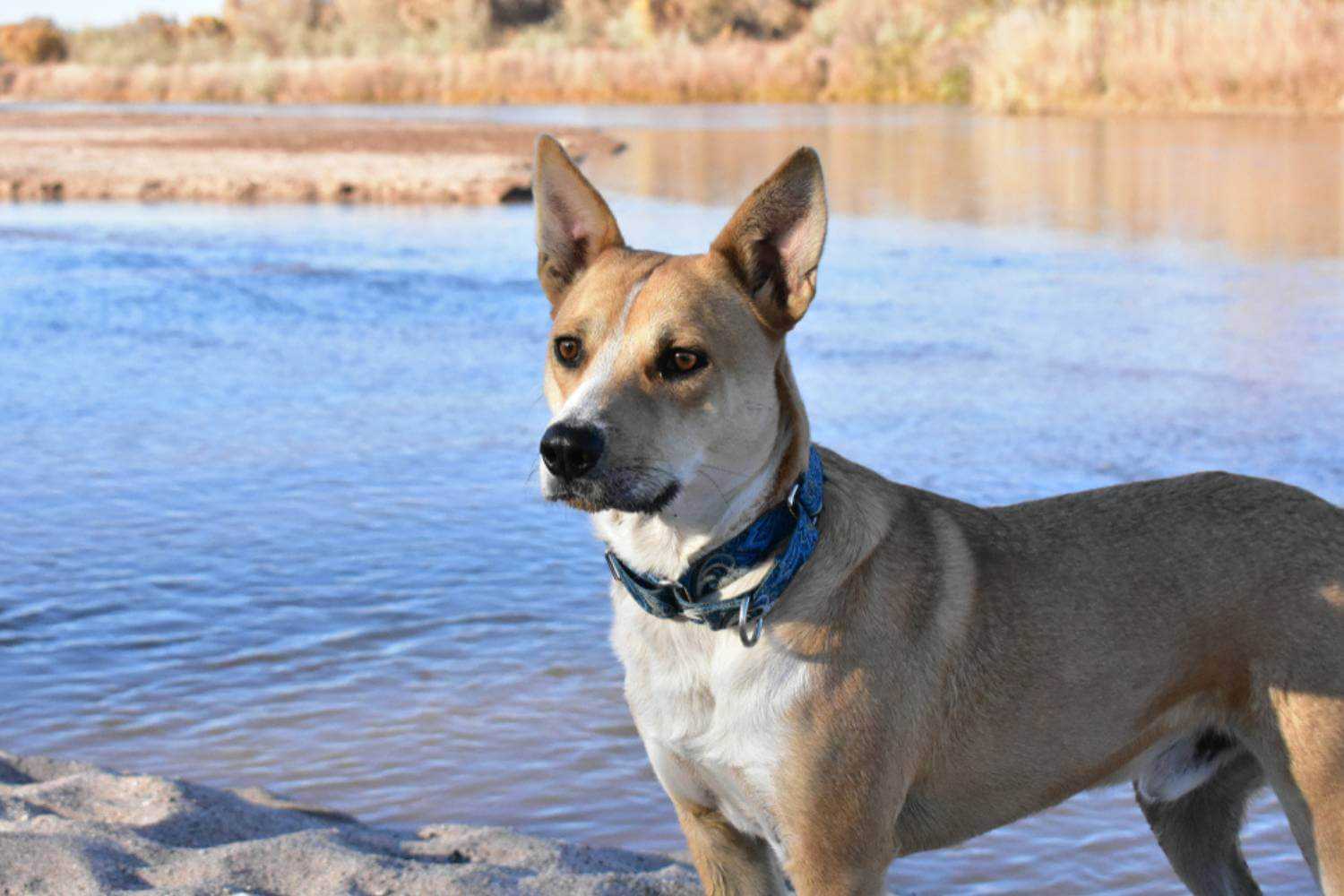 Albuquerque Dog Swimming in River