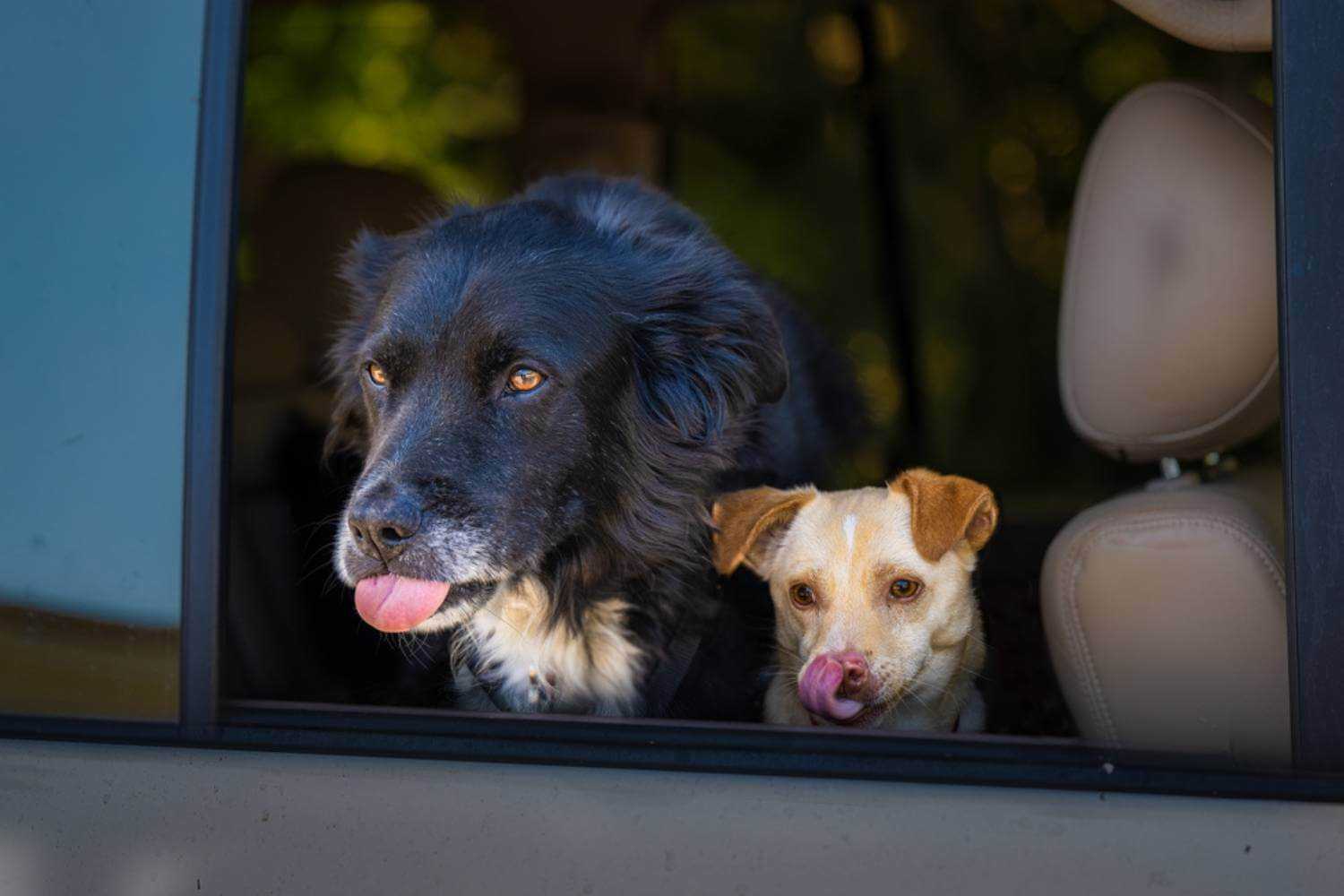 Anaheim CA Dogs Waiting in Car