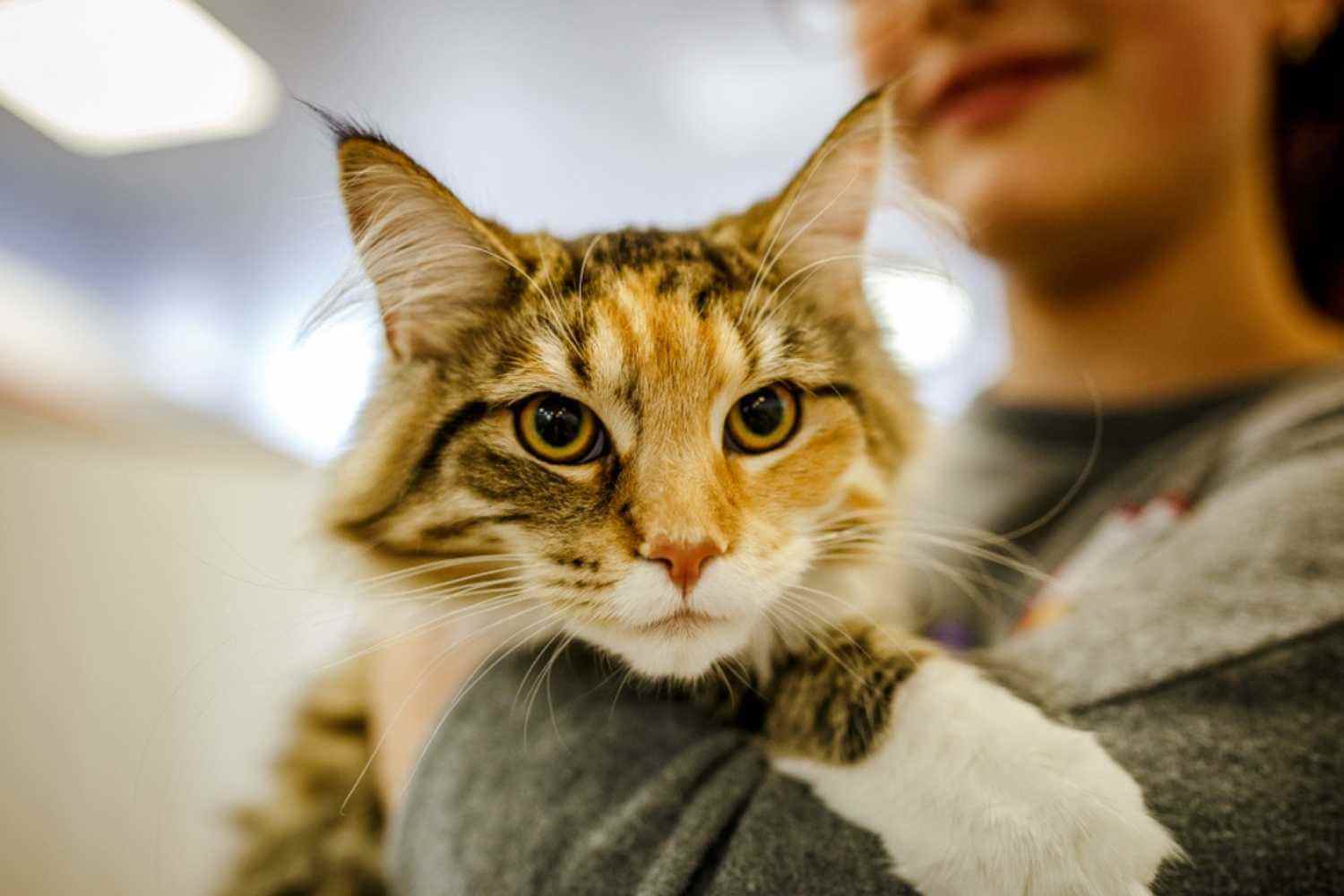 Atlanta GA Cat with Woman at Shelter