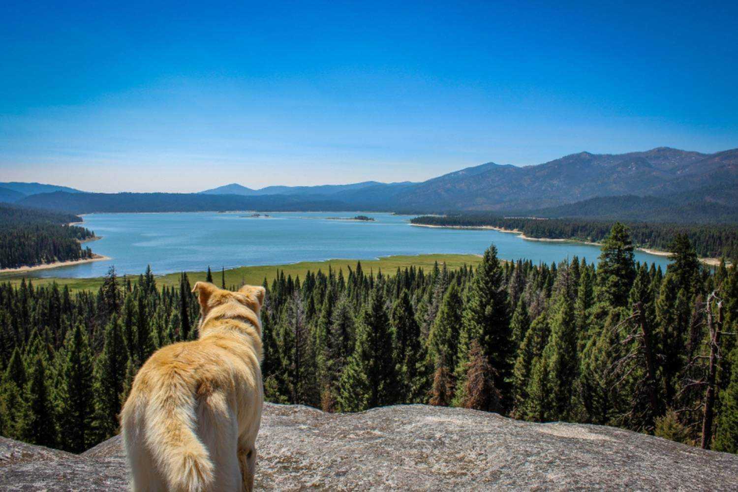 Boise Dog Looking at Lake