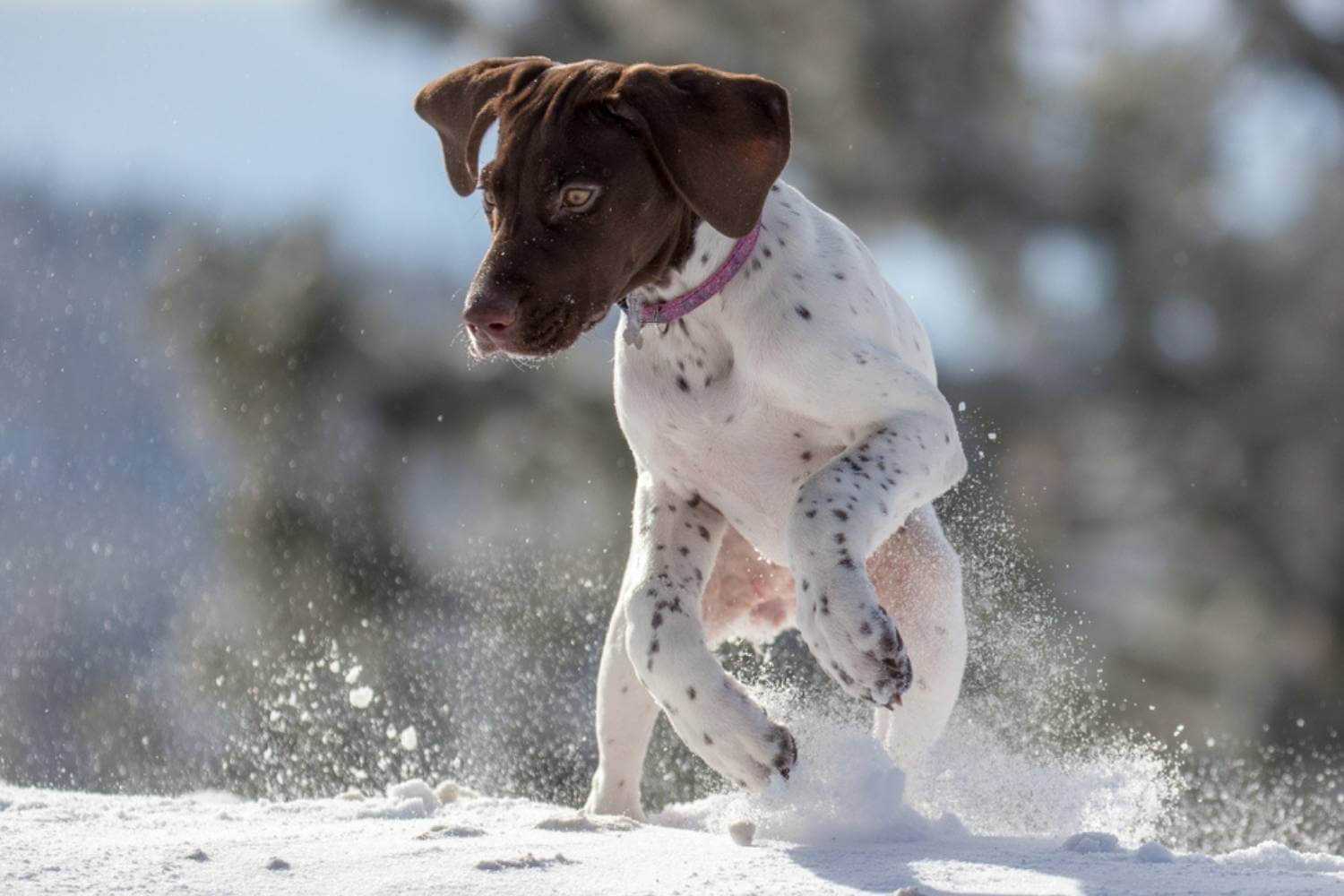 Boise Dog Playing in Snow