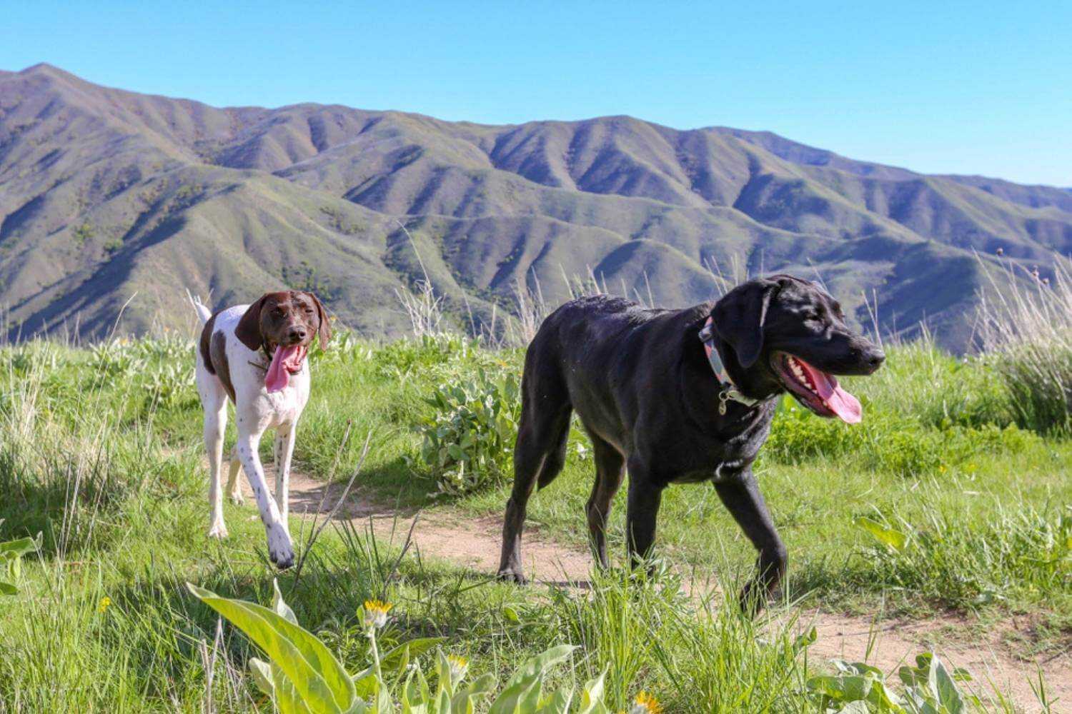 Boise Dogs Hiking Near Mountain