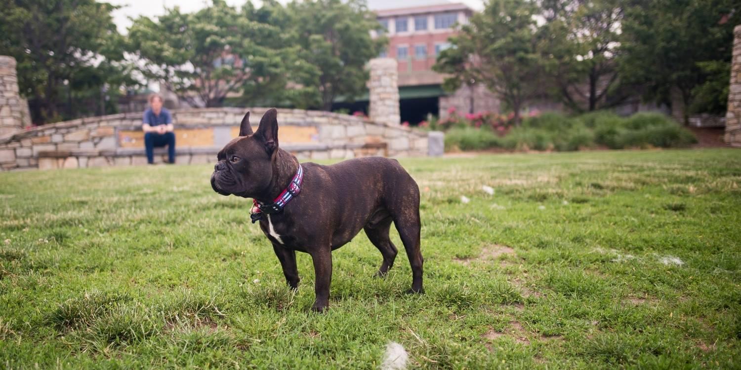 Enjoy some outdoor time with your pup at any one of these 16 awesome dog parks or off-leash areas in Boston. Check out our list and get ready to run wild!