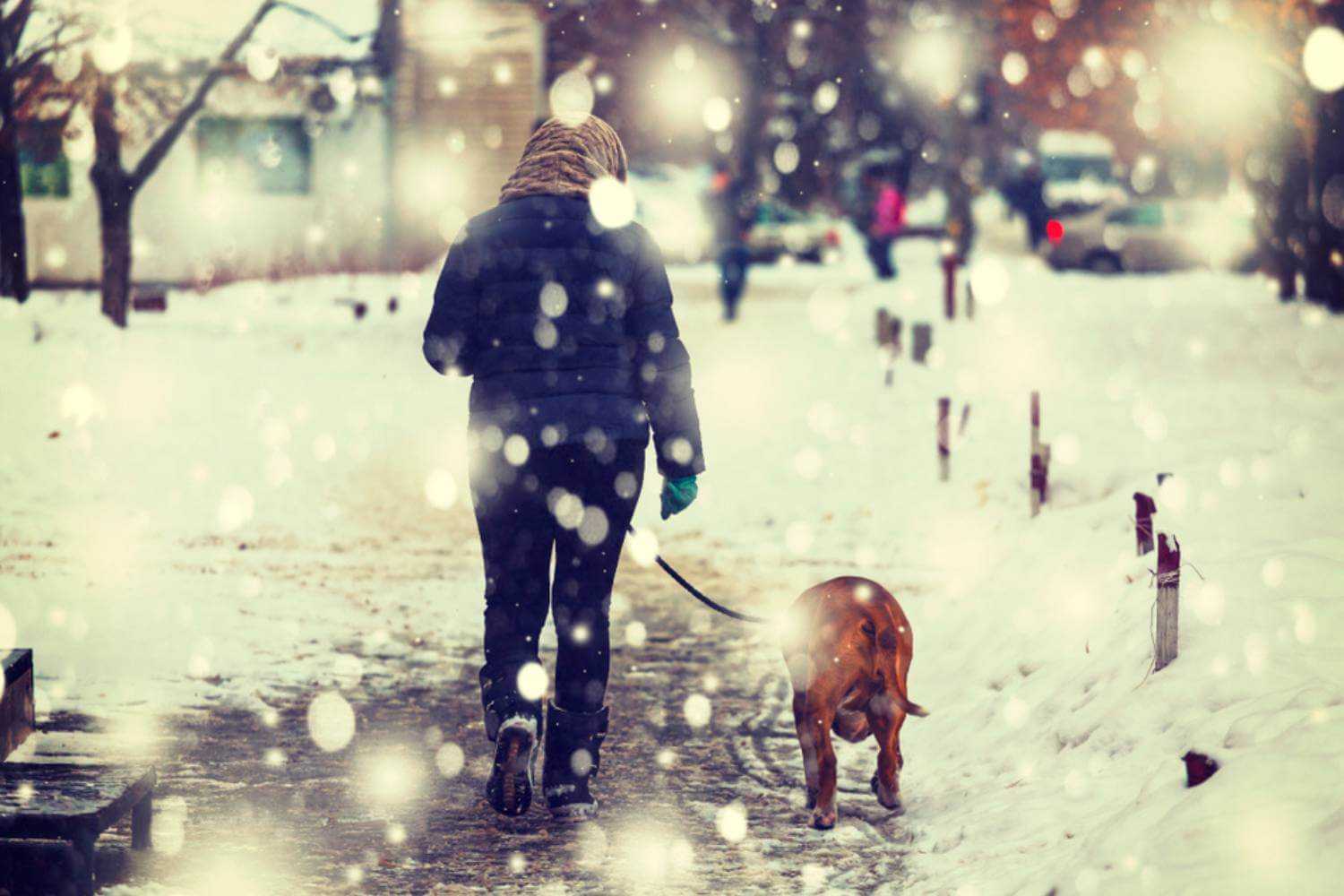 Bronx Dog Walking in Snow