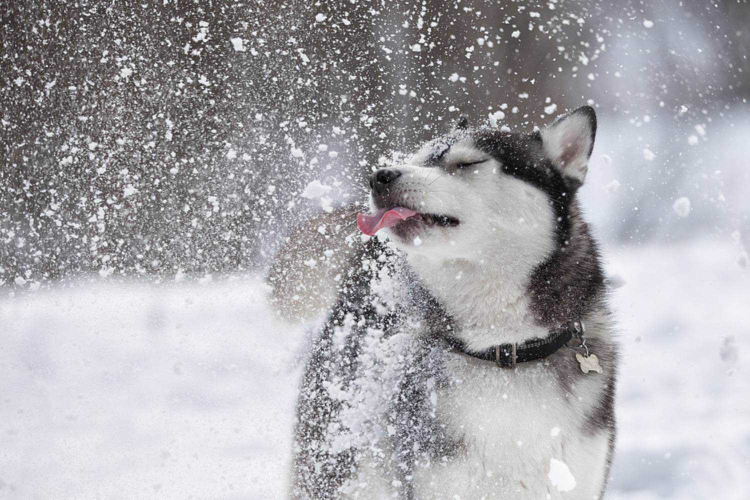 Bronx Dog in Snow