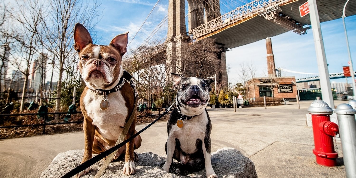 Local Pet Care is excited to bring you a hand-picked list of the very best dog-friendly restaurants, bars, and breweries in Brooklyn, NY!