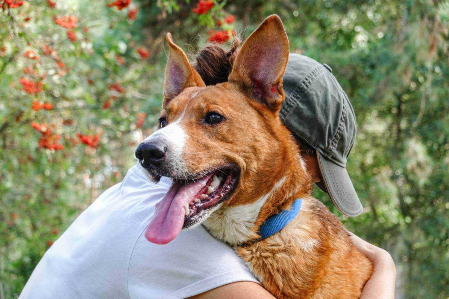 Brooklyn Dog Getting Hug After Adoption