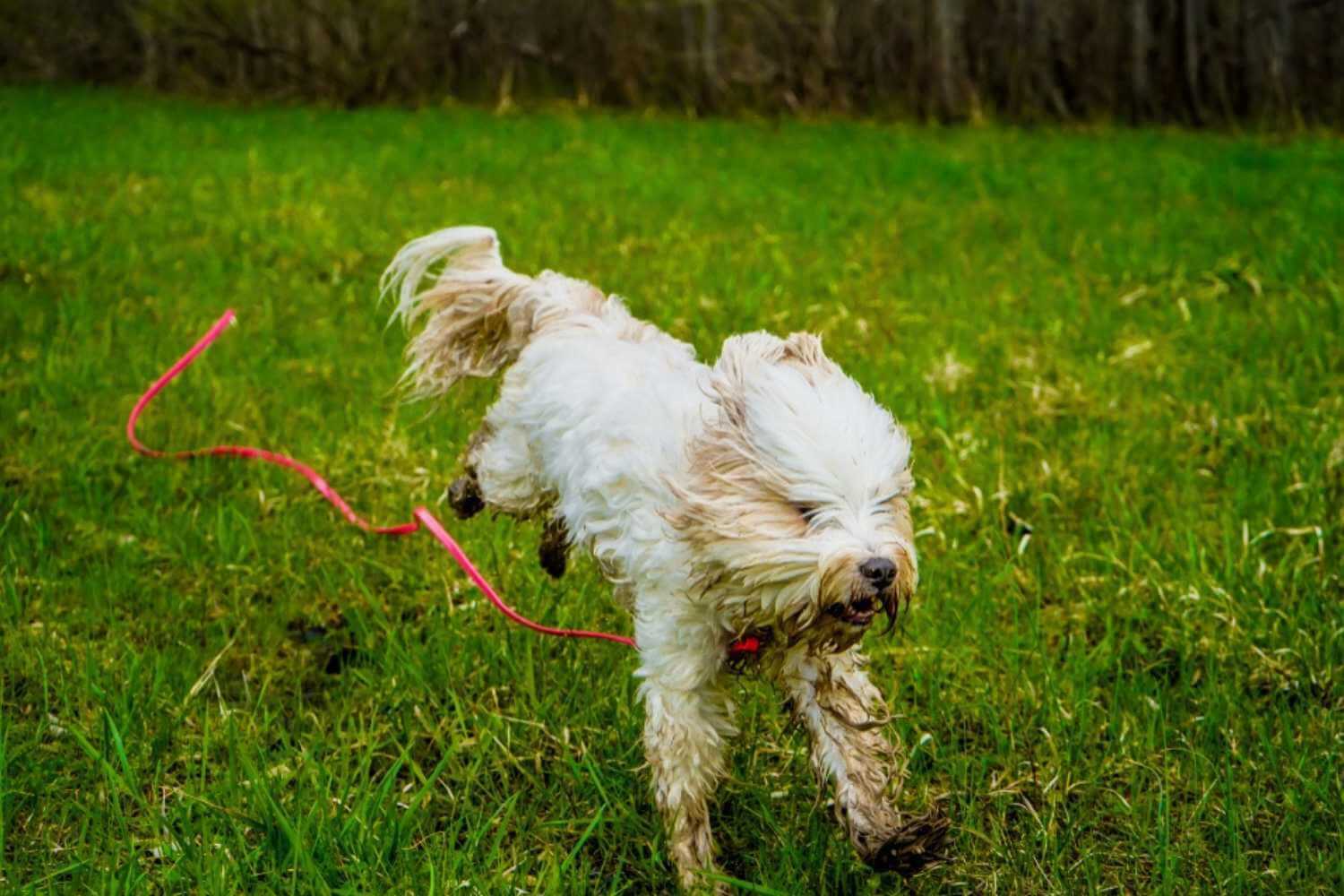 Buffalo NY Dog Parks Dog Running in Mud