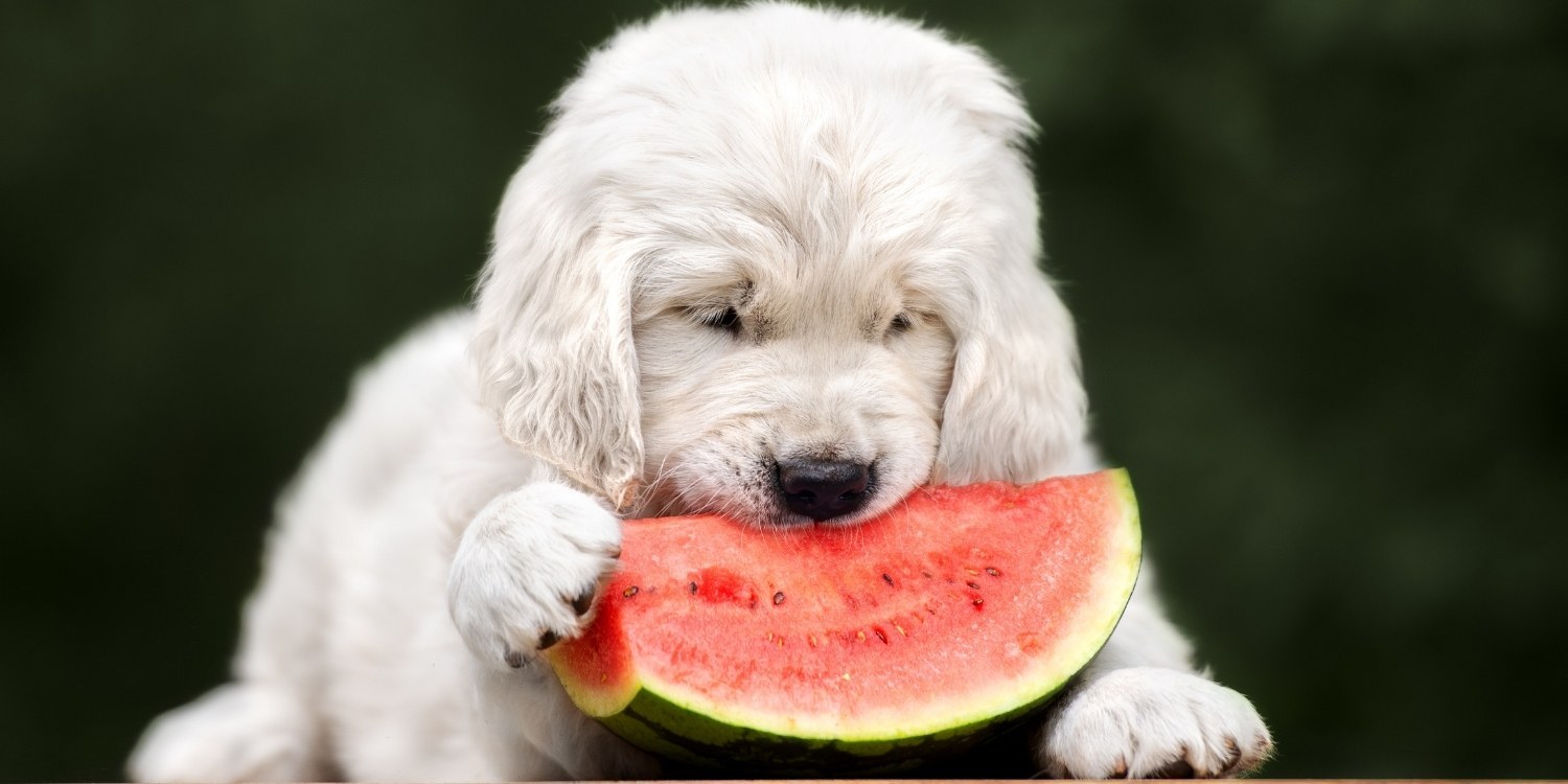 Which fruits can my dog eat