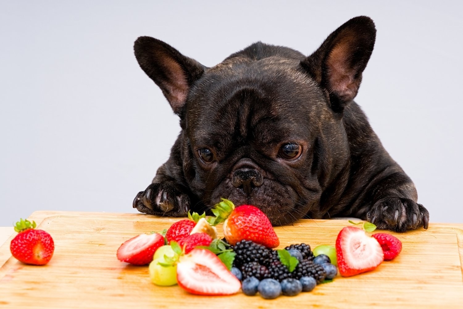 Frenchie with berries