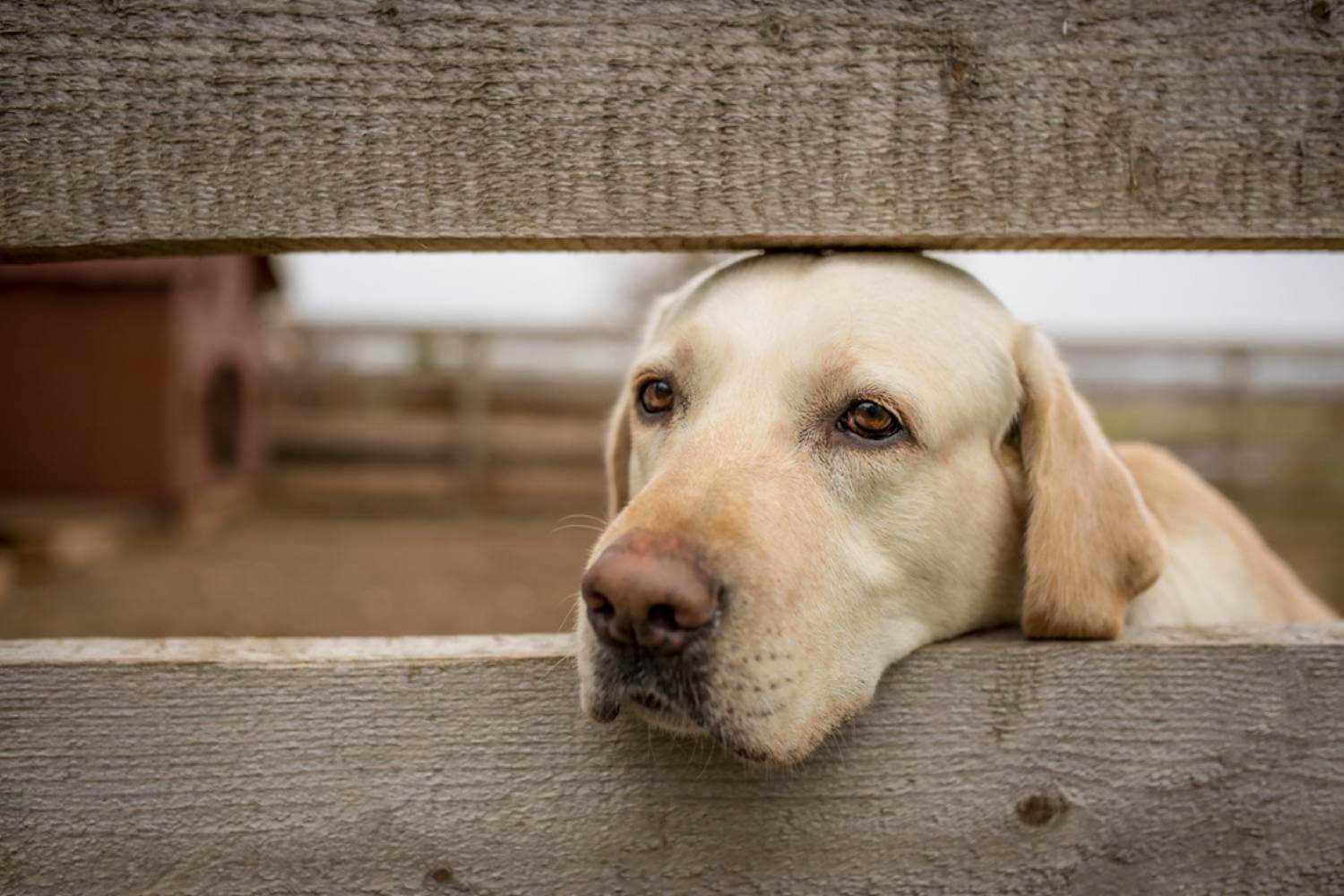 Charlotte Dog Waiting for Adoption