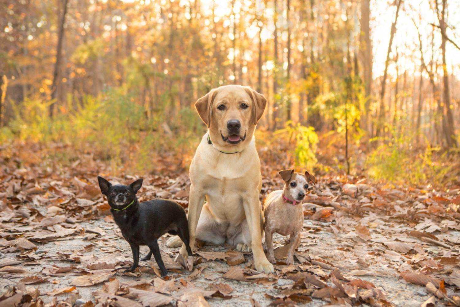 Charlotte Dogs on Trail