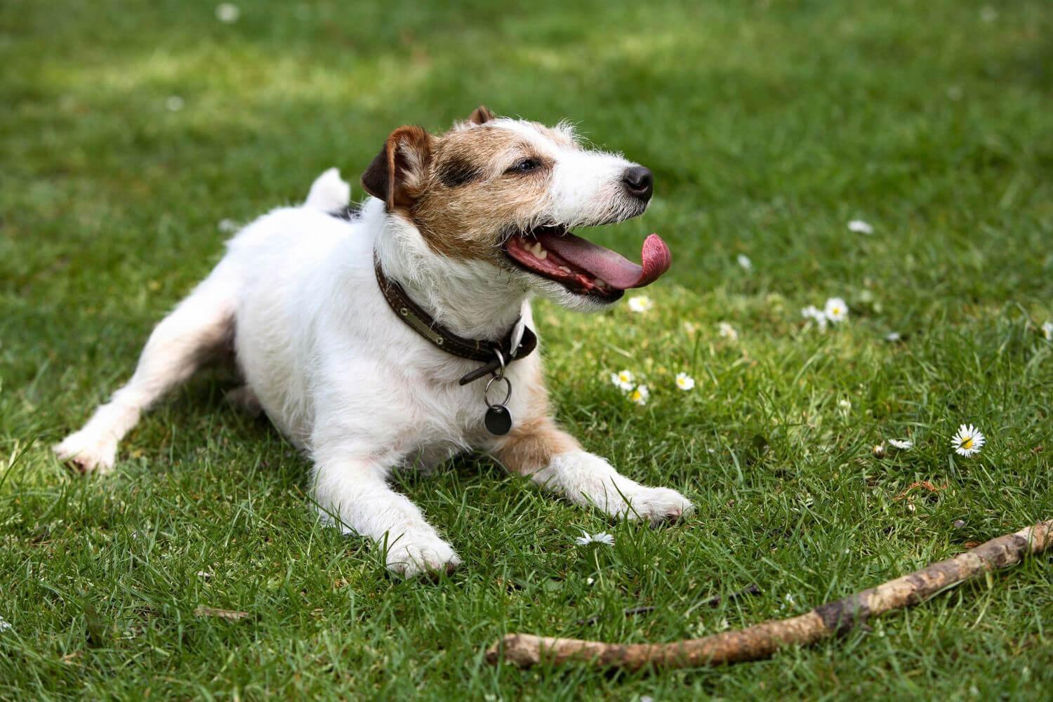 happy dog in the grass with a stick