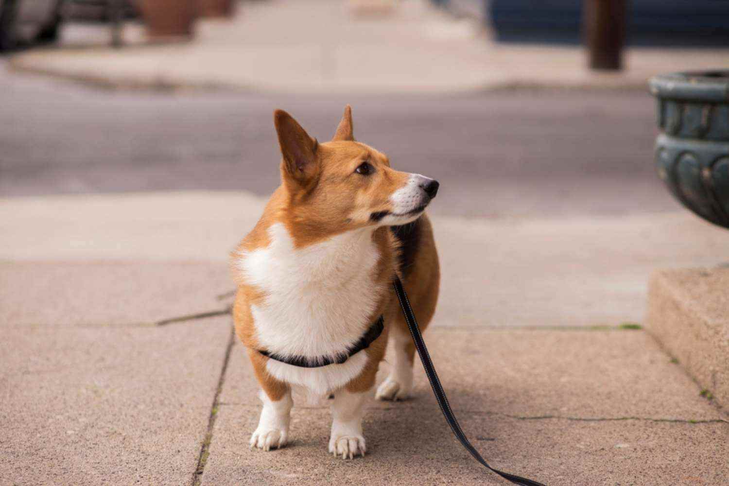 Cincinnati Dog on Sidewalk