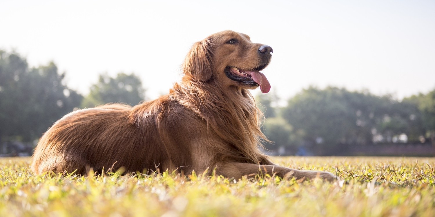 Enjoy some outdoor time with your pup at any one of these 13 awesome dog parks or off-leash areas in Cleveland! Check out our list and get ready to run wild!