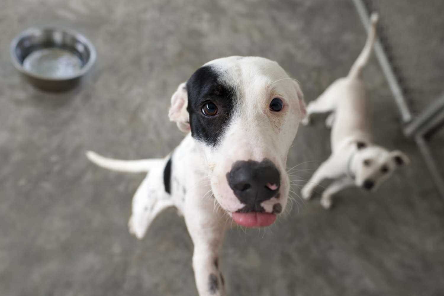 Columbus Adoptable Dog Being Silly