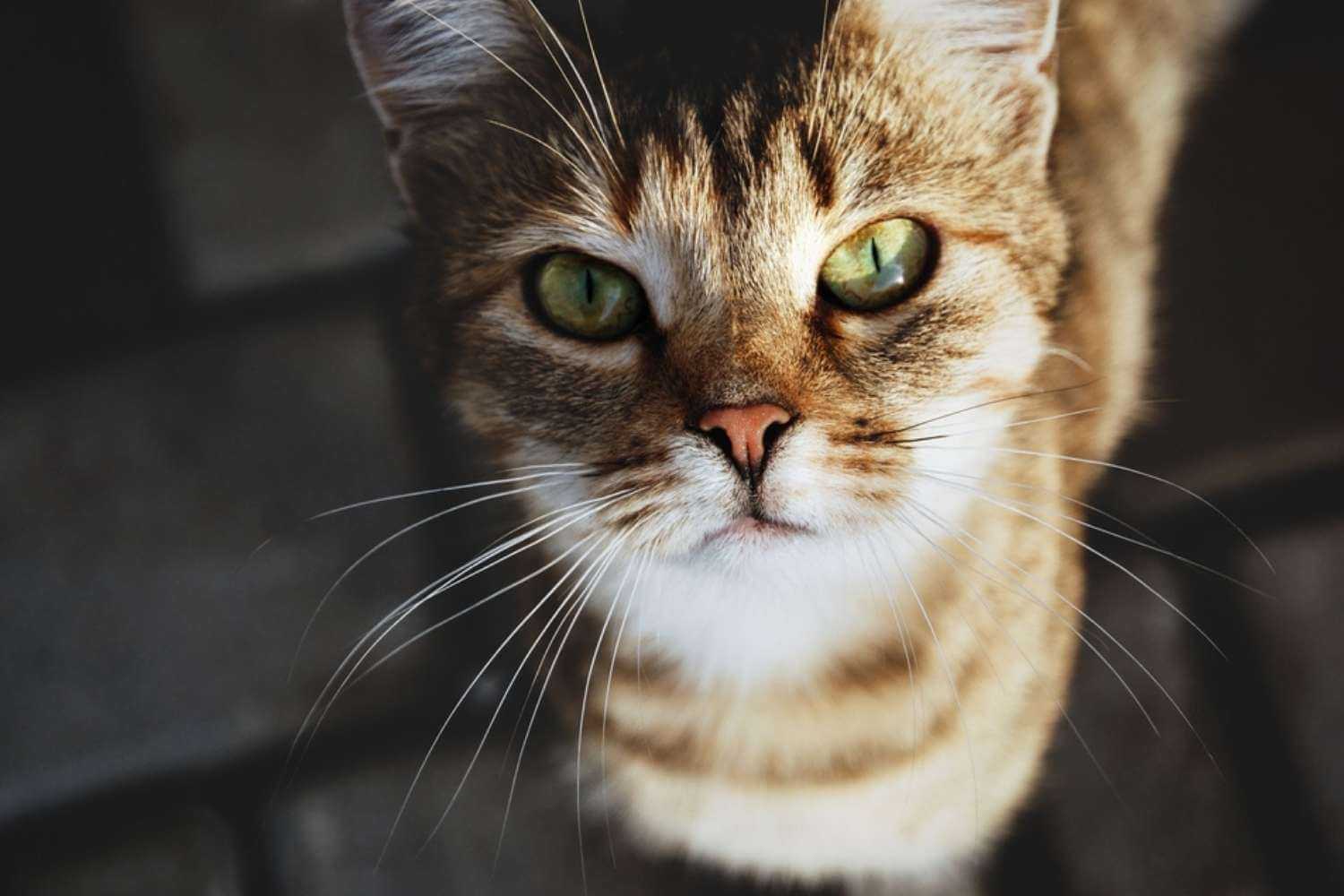 Columbus Cat Ready for Adoption