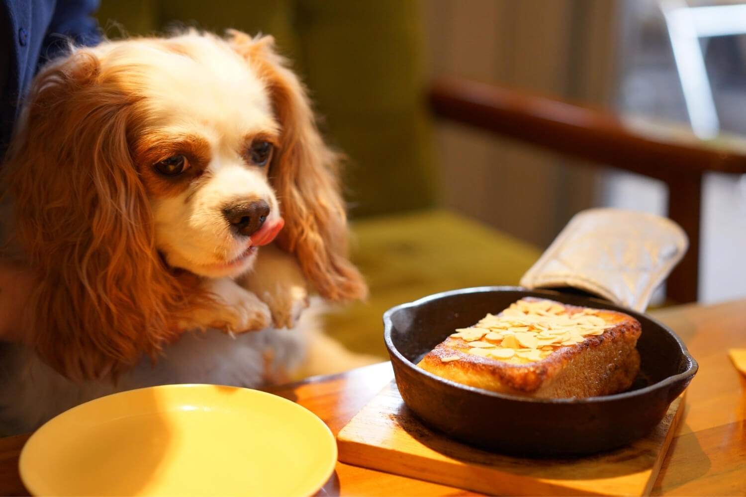 Dog at restaurant in DC looking at cornbread
