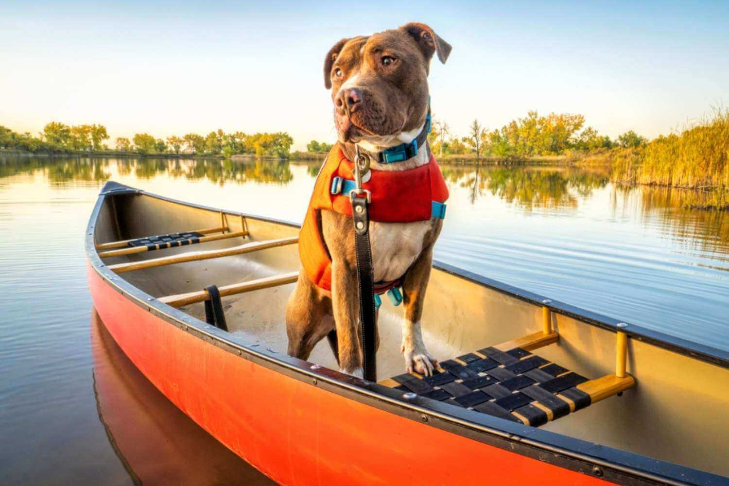 Denver Dog Adopted and on Canoe