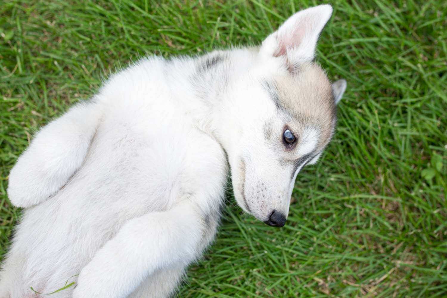 Des Moines Husky in Grass
