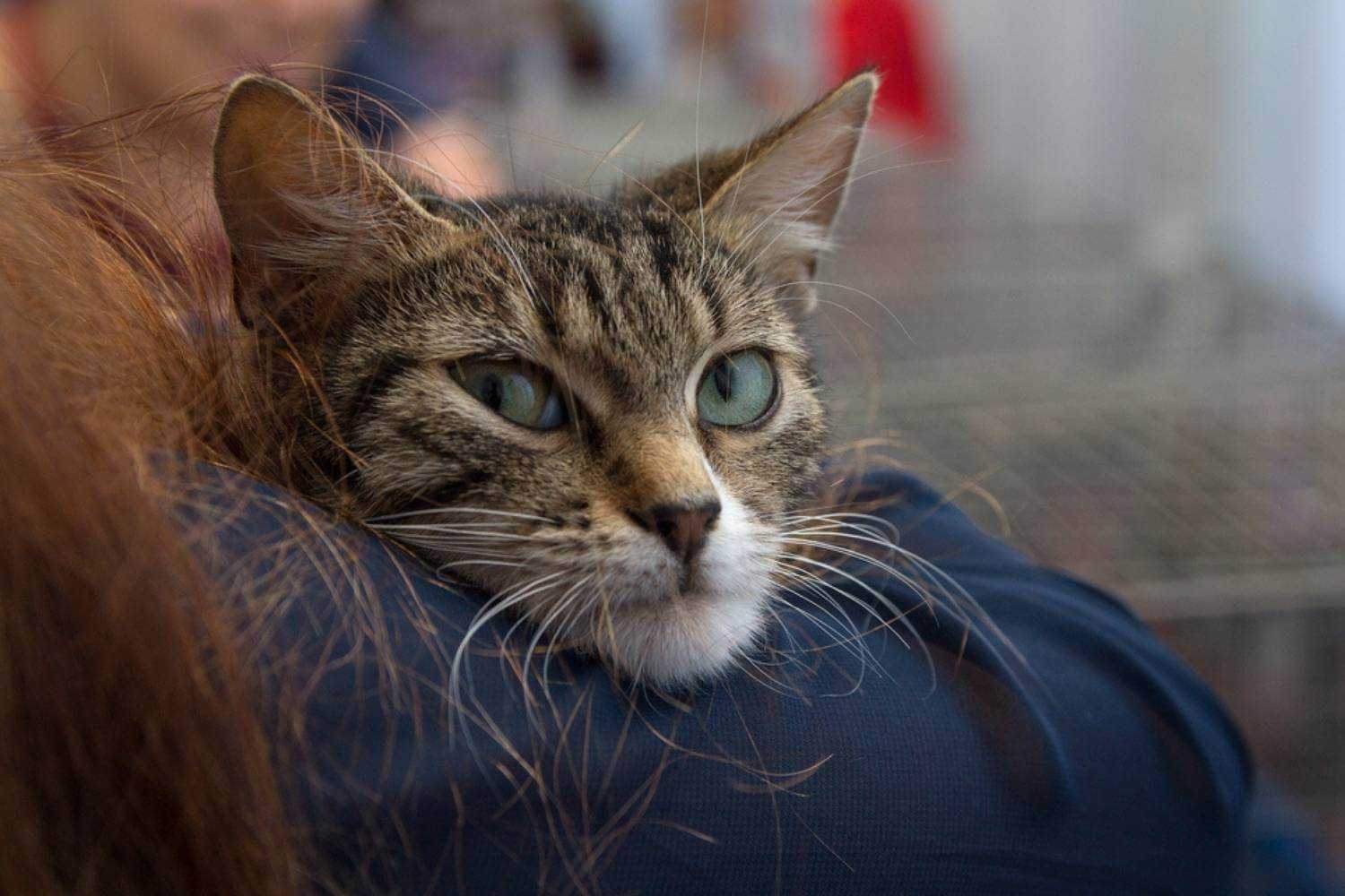 Detroit Cat at Shelter