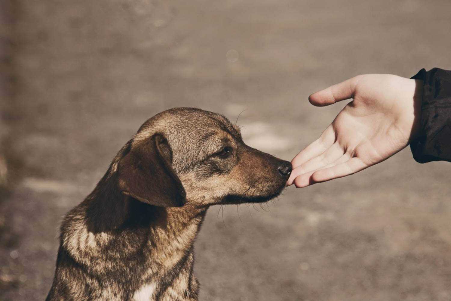 Detroit Dog Sniffing Hand