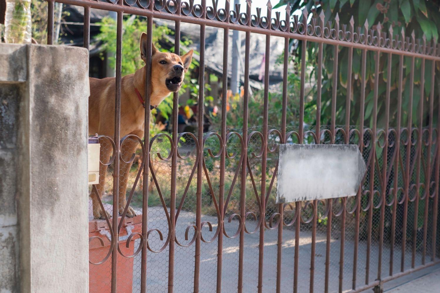 Dog barking through fence