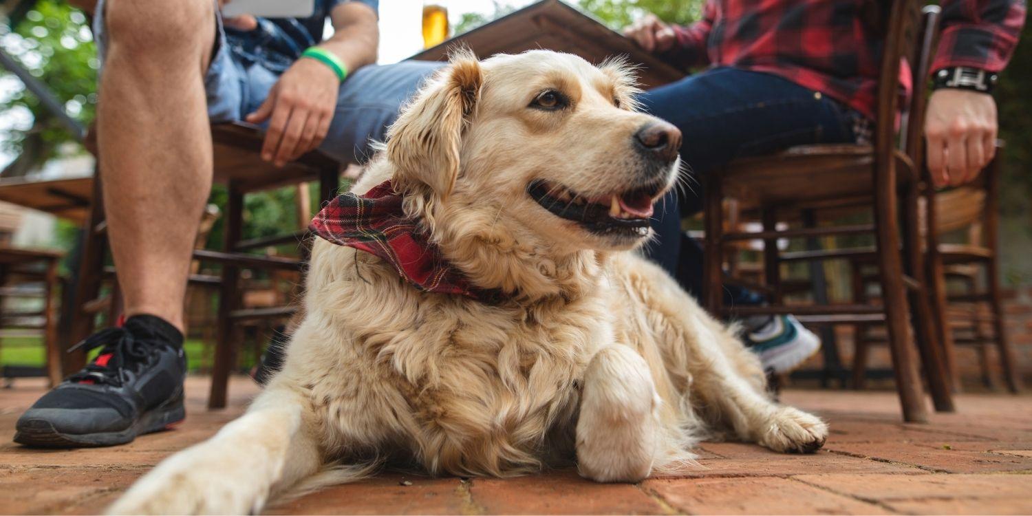 Local Pet Care is excited to bring you a curated list of the very best dog-friendly restaurants, bars, and breweries in Salt Lake City, UT!
