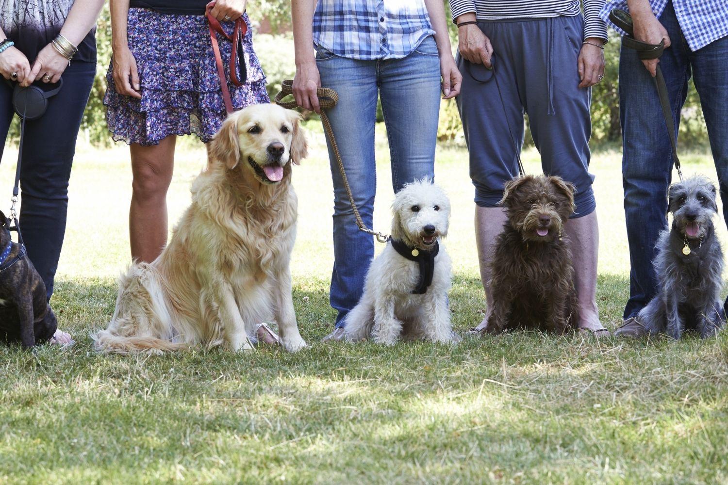 Dog-Park-Etiquette-Group