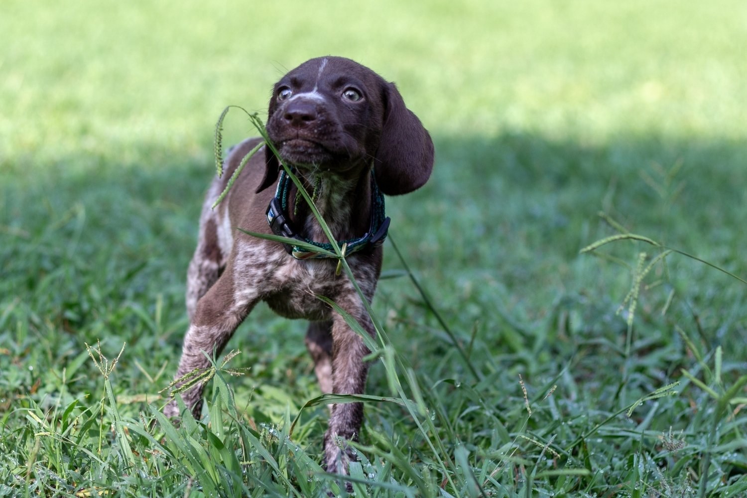 Dog-Parks-Charlotte-NC-puppy
