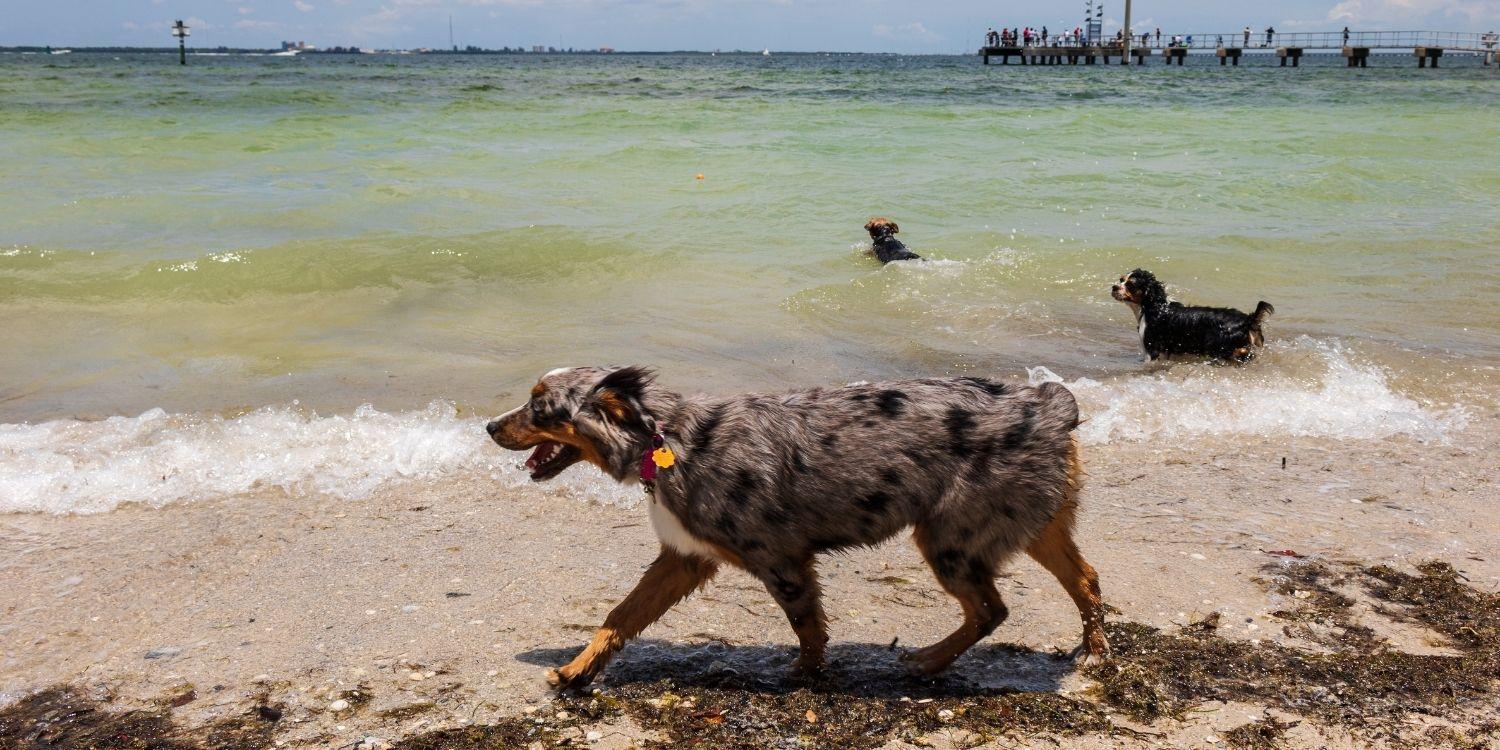 Local Pet Care's list of the absolute best parks, dog parks, dog-friendly beaches, and off-leash areas in Tampa. It's play time!