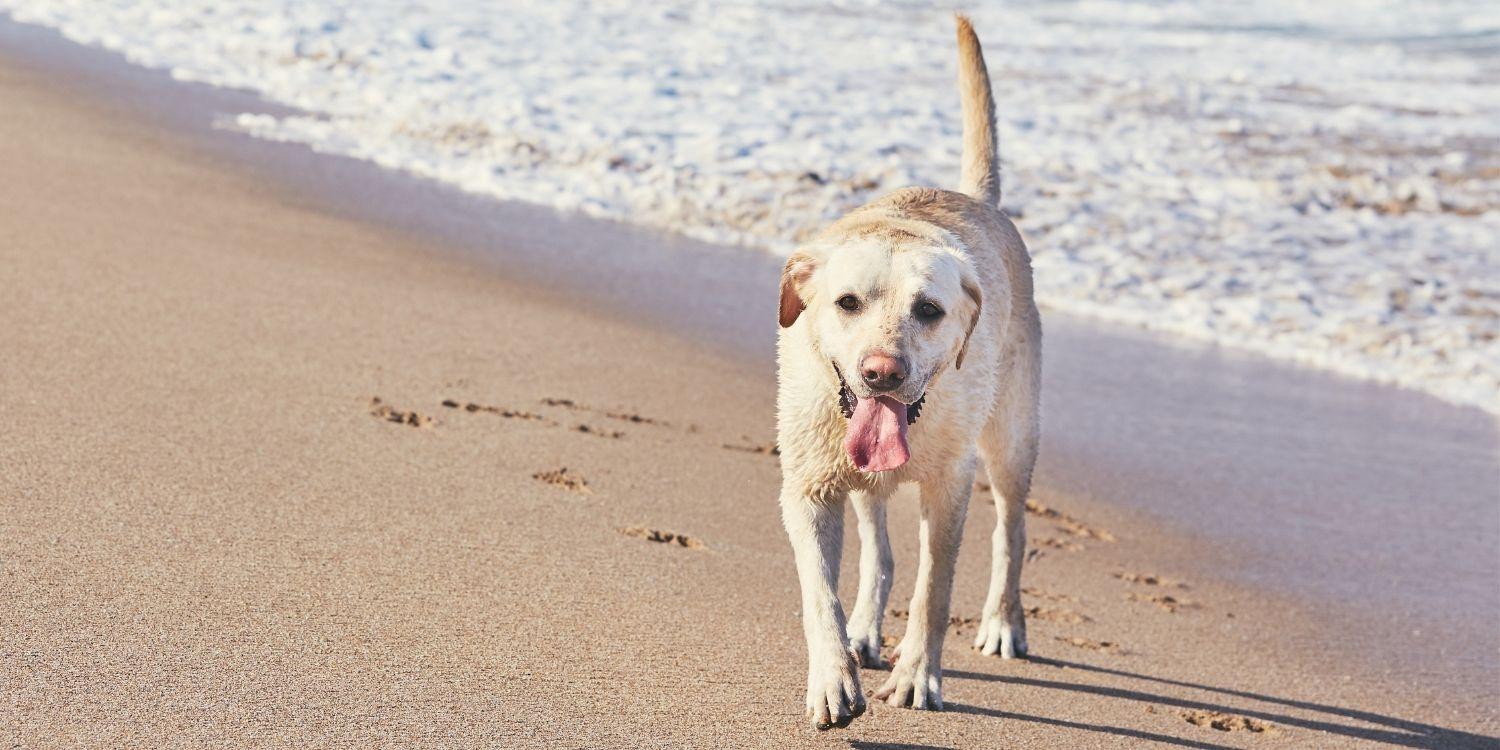 Local Pet Care's list of the absolute best parks, dog parks, dog-friendly beaches, and off-leash areas in Los Angeles. It's play time!