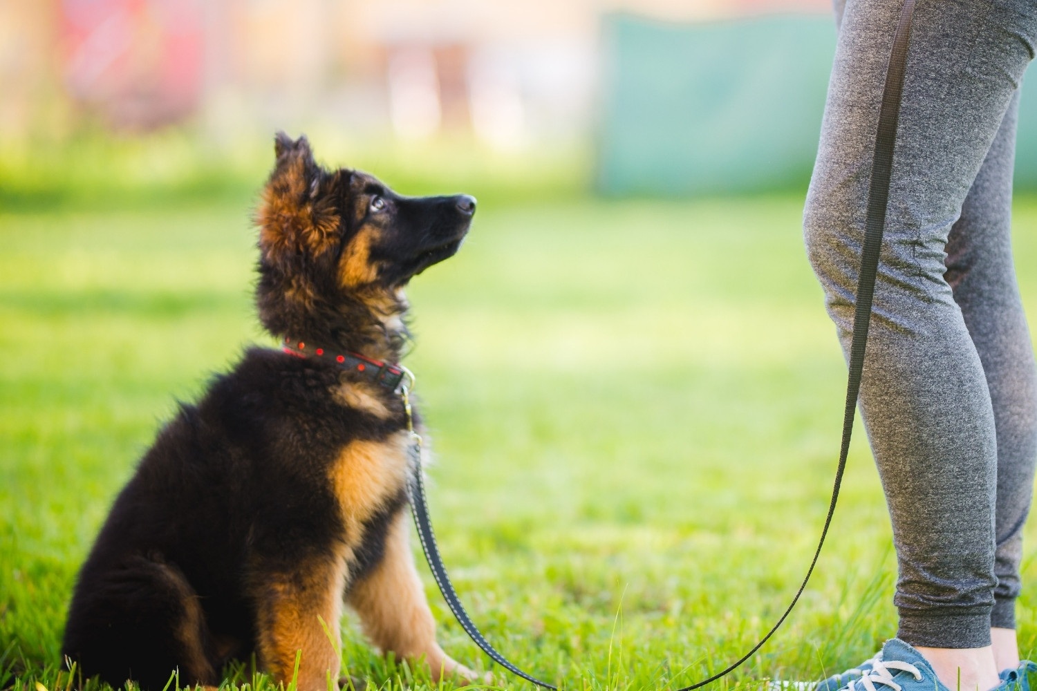 Dog Training 101 - puppy sit