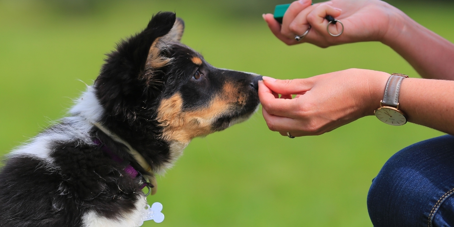 A guide with great resources for dog and puppy training, including how to find a dog trainer!