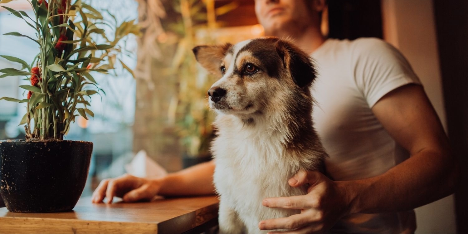 Local Pet Care is excited to bring you a curated list of the very best dog-friendly restaurants, bars, and breweries in Pittsburgh, PA!