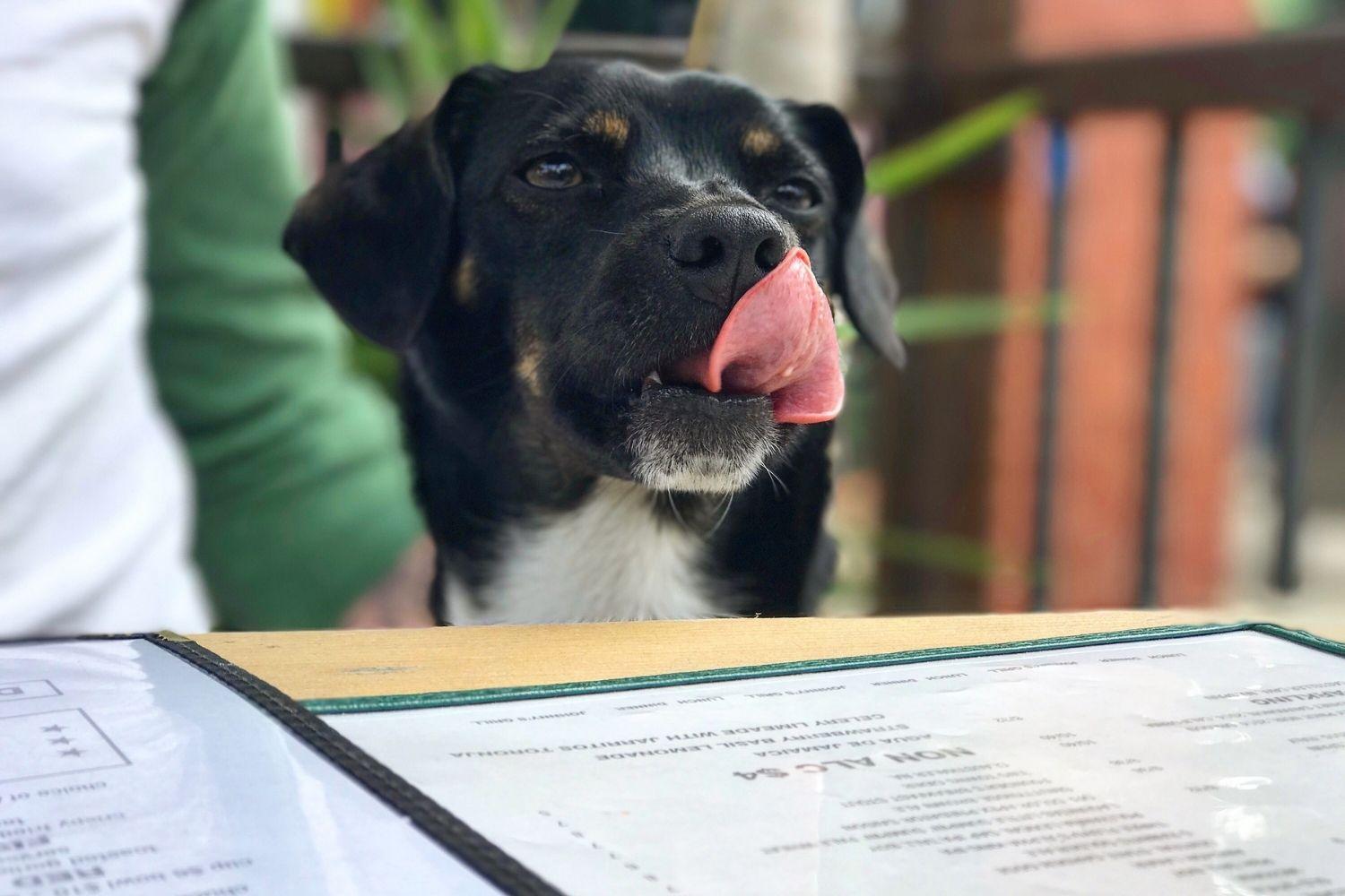 Dog licking lips at restaurant