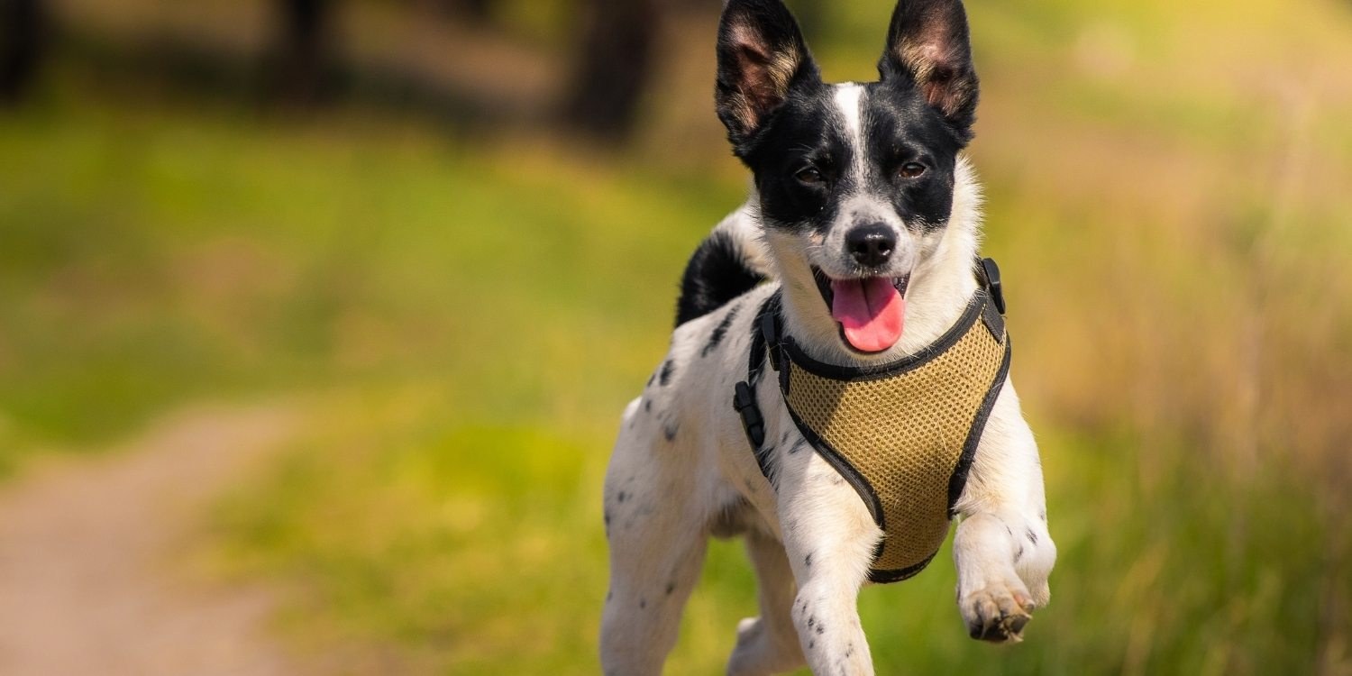Enjoy some outdoor time with your pup at any one of these 12 awesome dog parks or off-leash areas in Fort Worth! Check out our list and get ready to run wild!