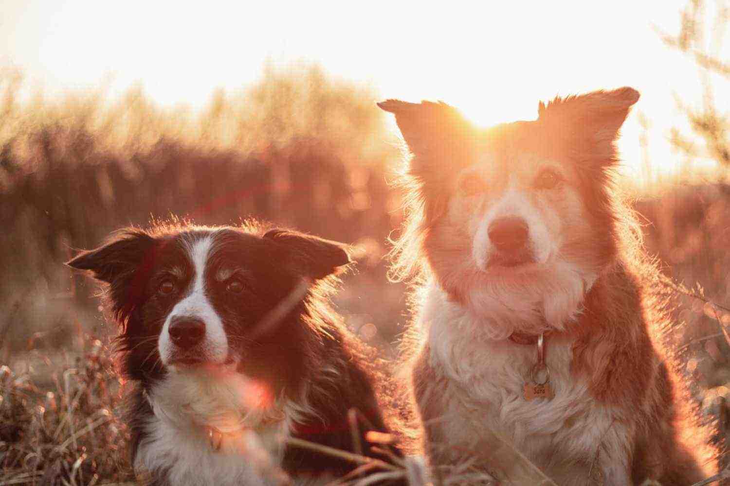 Grand Rapids Parks Two Dogs in Sunlight