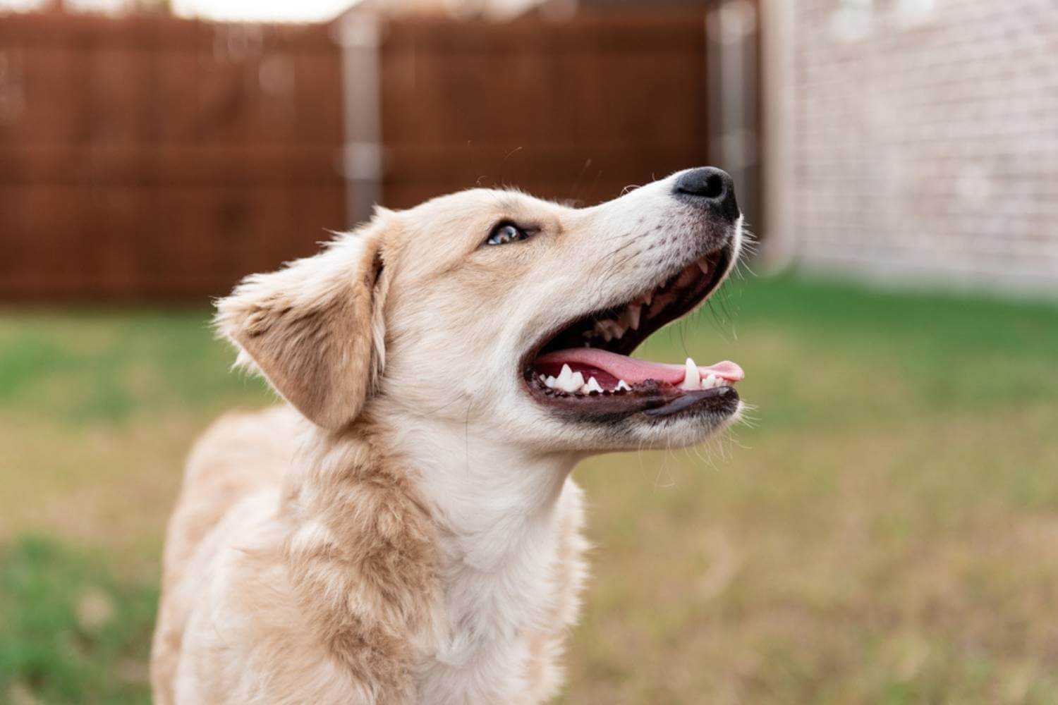 Happy Dallas Dog After Adoption