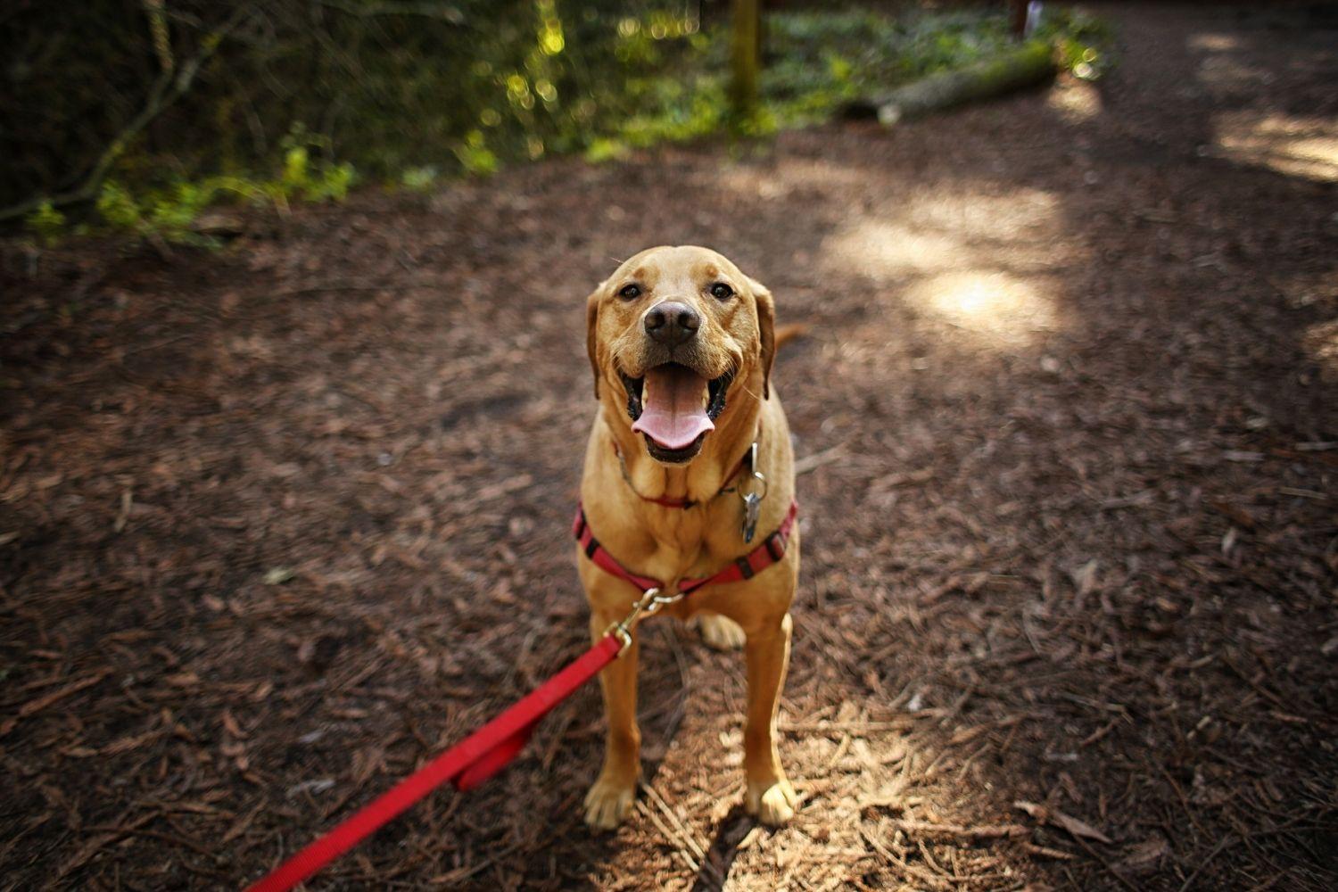 Happy dog hiking on leash