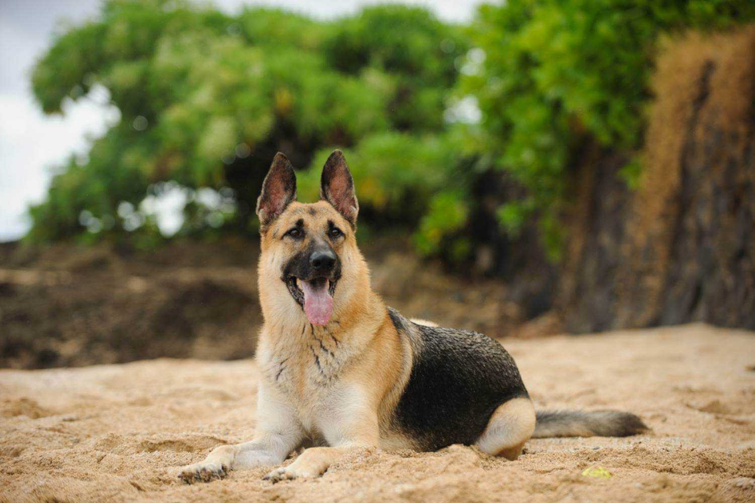 Honolulu Dog in Sand