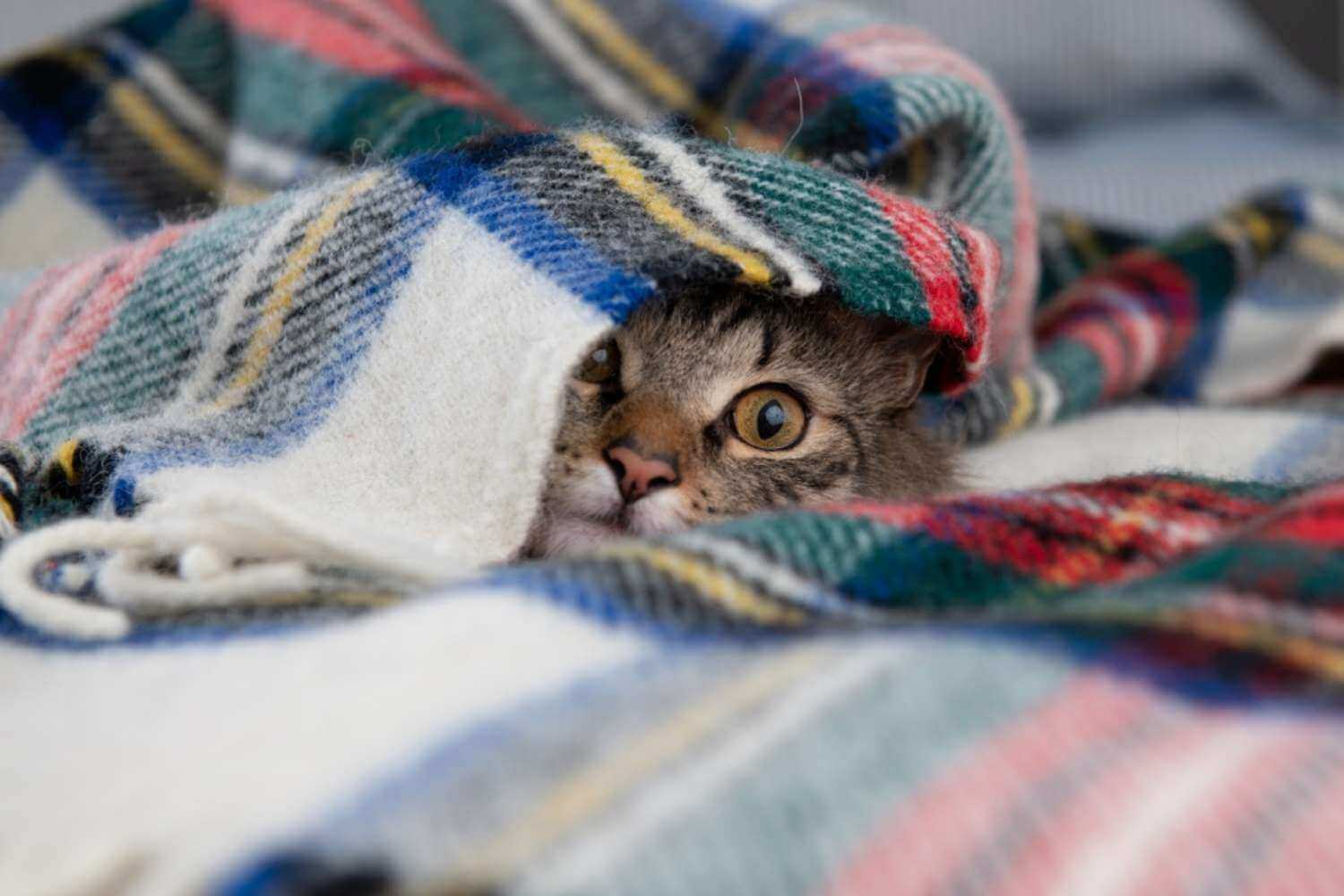 Houston Cat in Blanket