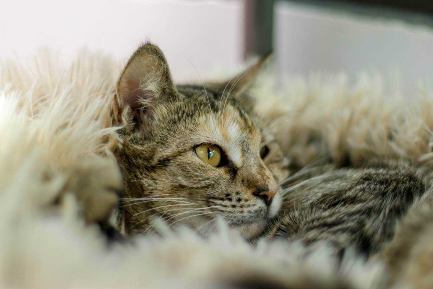 Jacksonville Cat in Blanket