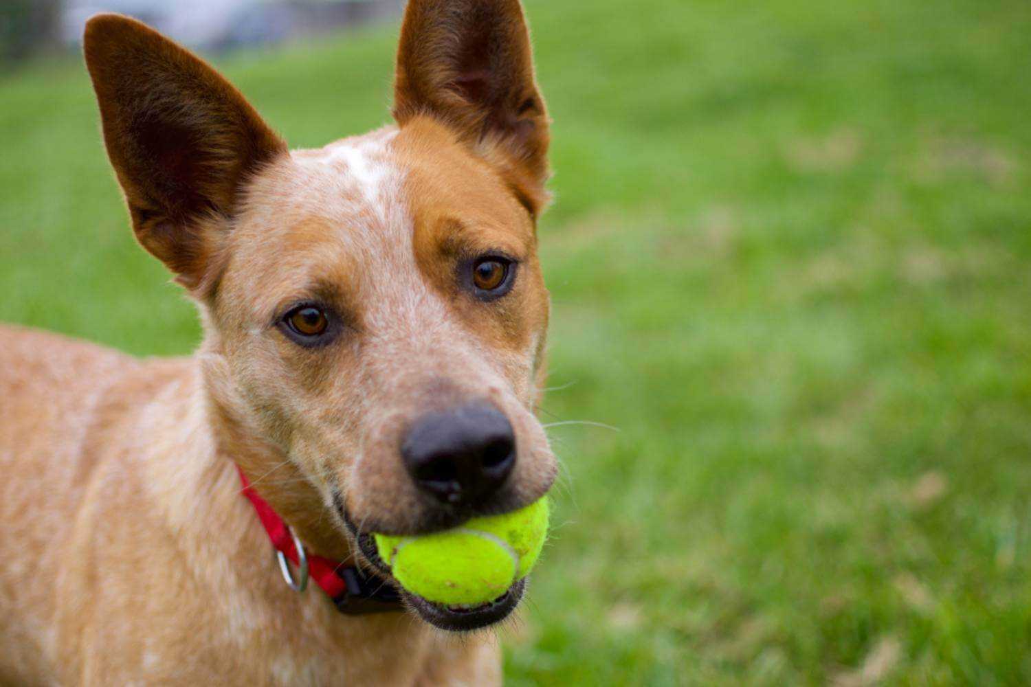 Kansas City Dog With Tennis Ball