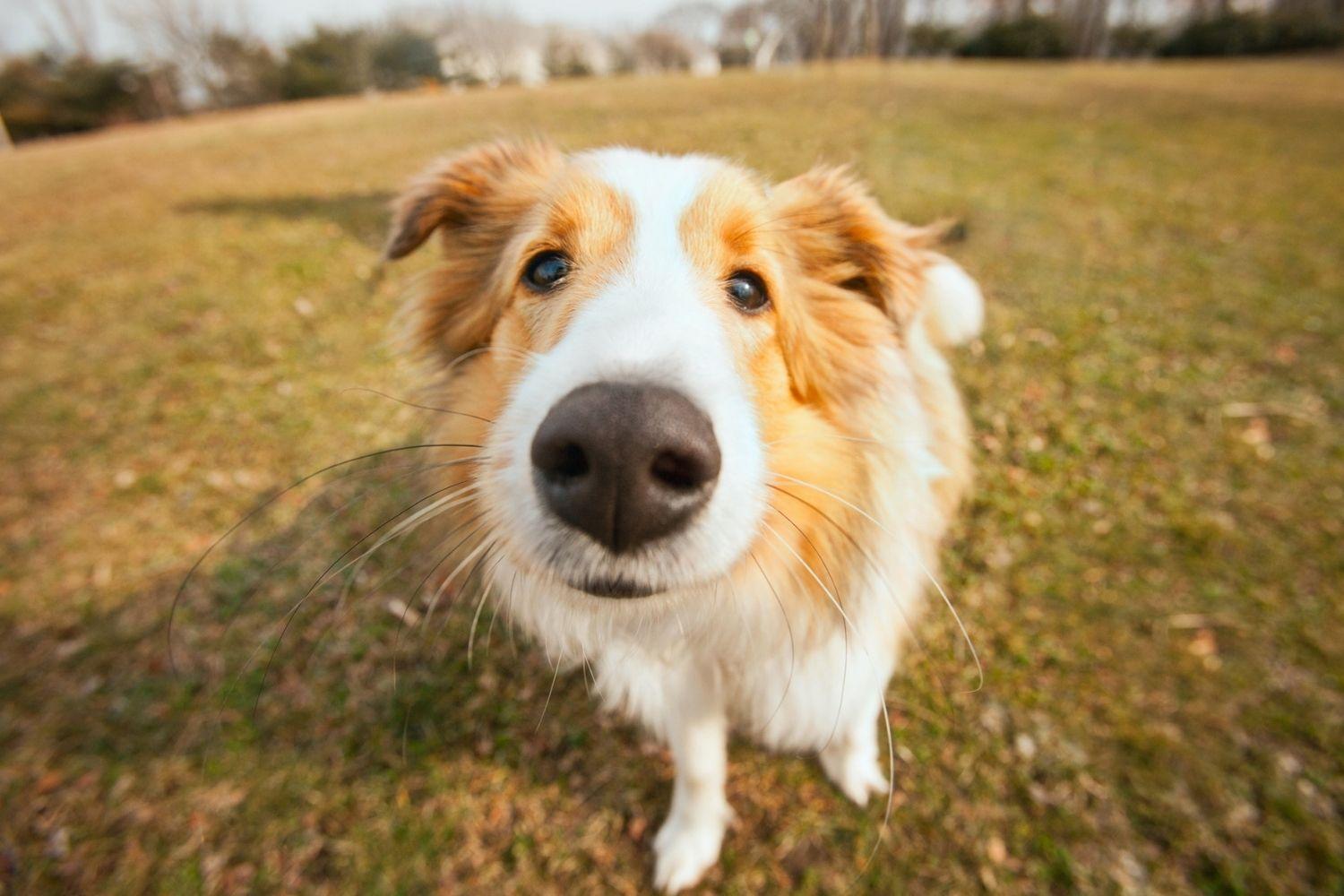Enjoy some outdoor time with your dog at any one of these 16 awesome dog parks or off-leash areas in Baltimore. Check out our list and get ready to run wild!