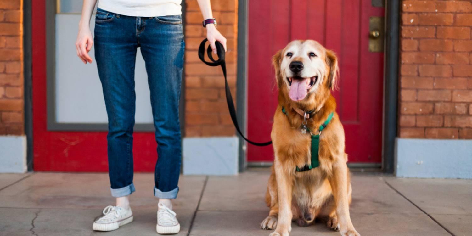 Local Pet Care is excited to bring you a curated list of the very best dog-friendly restaurants, bars, and breweries in Arlington, TX!