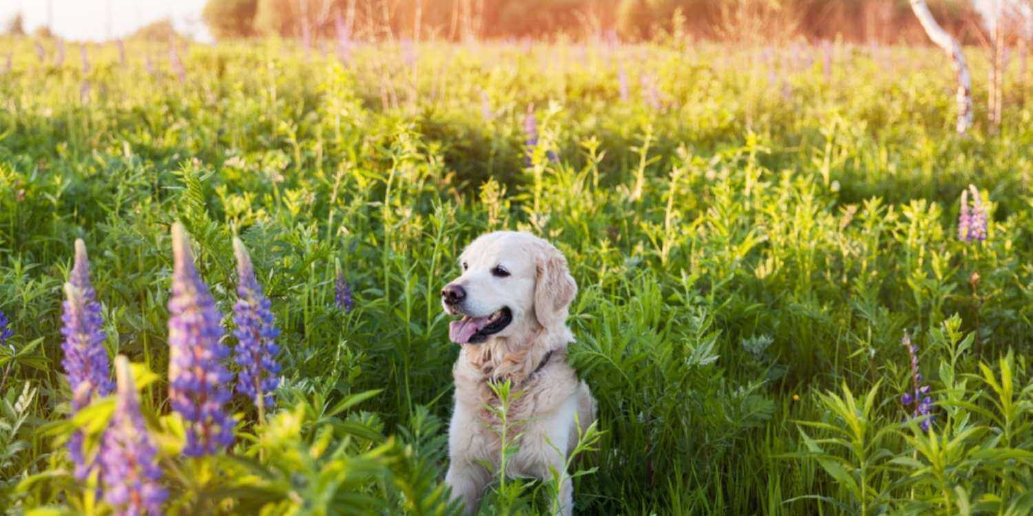 Enjoy some outdoor time with your pup at any one of these awesome dog parks in Dallas, TX!