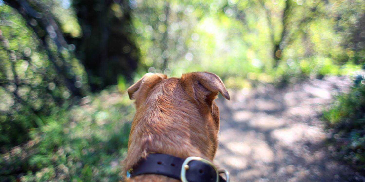 Enjoy some outdoor time with your pup at any one of these dog parks in and around Fresno, CA!
