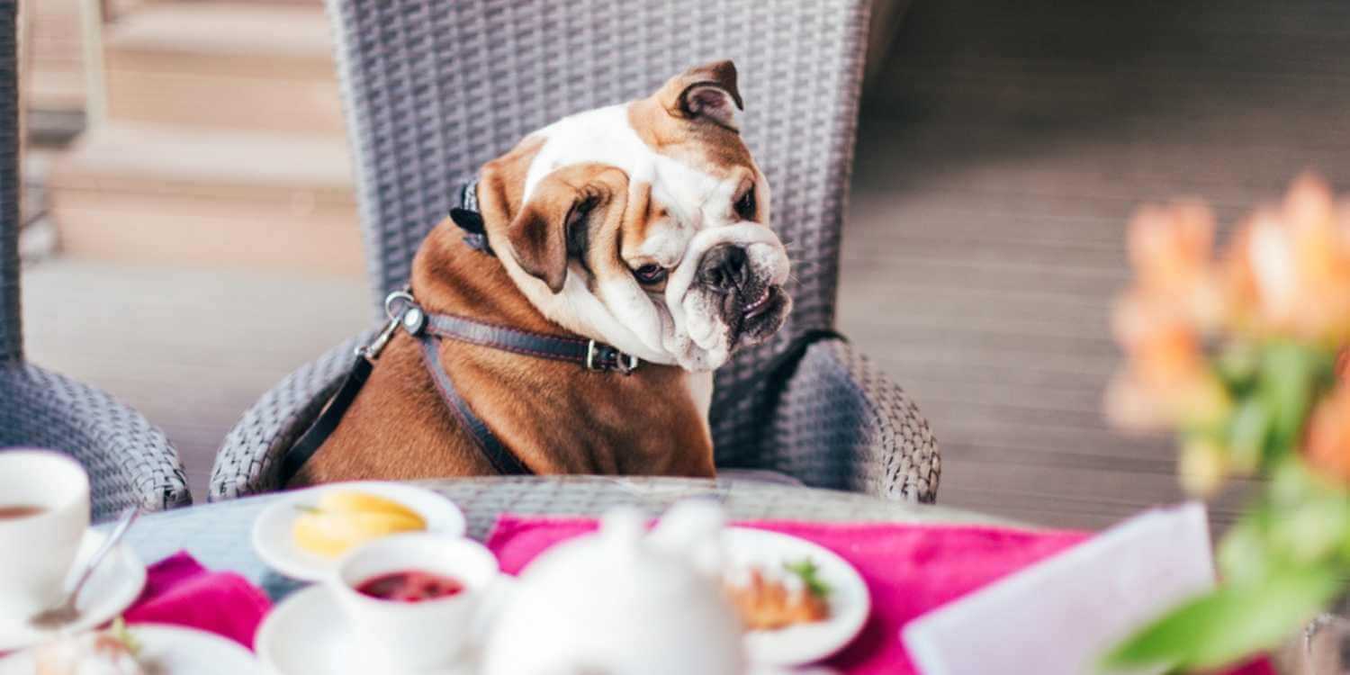 Local Pet Care is excited to bring you a hand-picked list of the very best dog-friendly restaurants, bars, and breweries in Grand Rapids, MI!